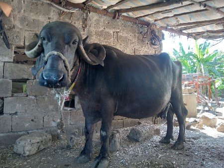 ભેંસ વેચવાની છે
