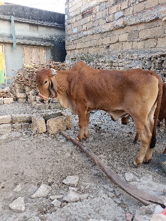 ગોઢલો