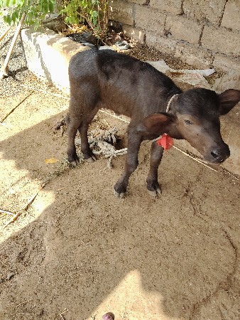 ભેંસ વેચવાની છે,