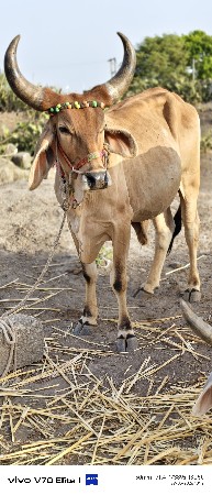 વાસડા વેચવાનો છે