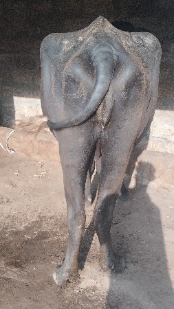 ખડેલી વેચવાની છે