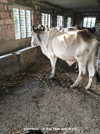 પરમાર સુભાષ સિંહ