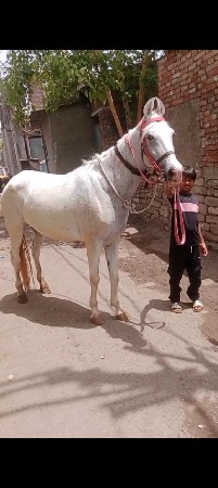 આ રોજી ઘોડી વેચવા ની છે