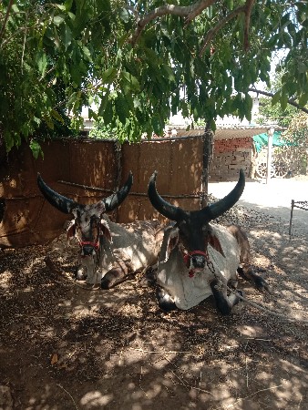 વઢયારાગોધલાવેચવાનાછે