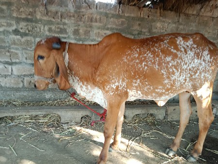 ગીર કાબરી હોઙકી  વેચવાની સે