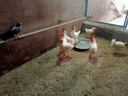 મુરઘા વેચવાના છે