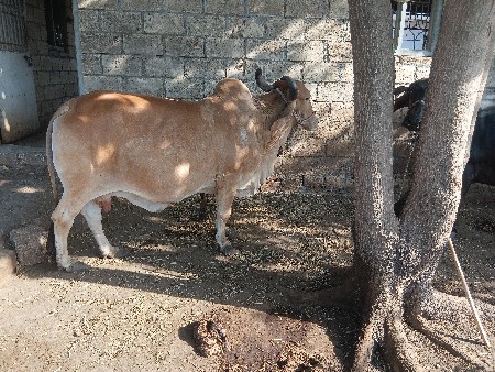 દેશી ગાય વેચવાની છે.