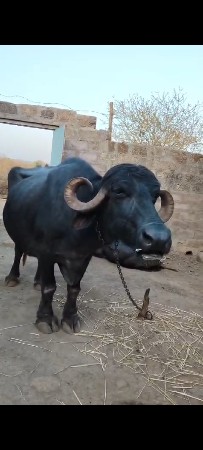 વેચવાની છે