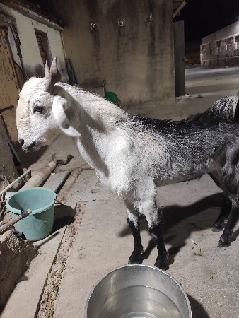 6 દાંત