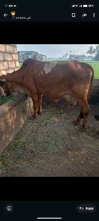 ગાય વેચવાની છે