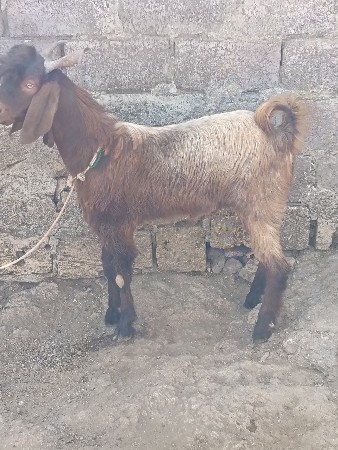 બેયની કિંમત 36500