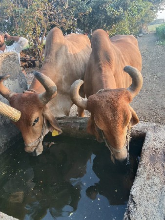 બળદ વેચવા ના છે