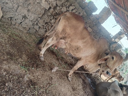 ગાય વેશવાની