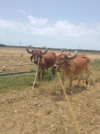 બળદ વેચવાના છે