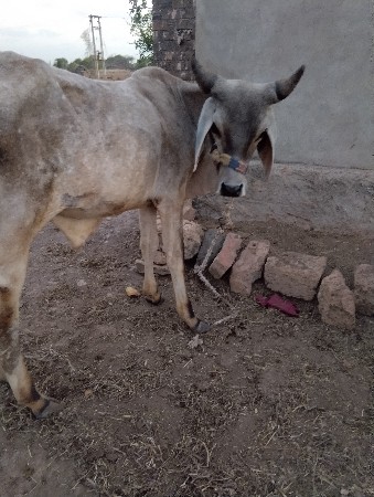 ગોઢલો