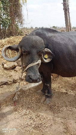 જાફરાબાદી ભેંસ વેચવાની છે
