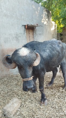 ખણેલીવેચવાનીશે.નવમોમયનોહાલે