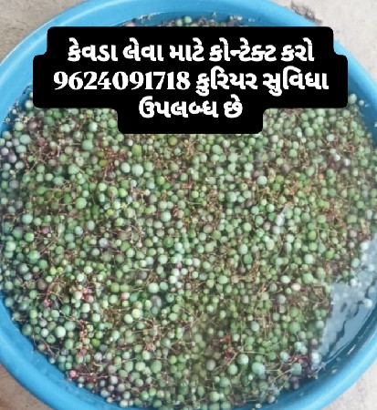 કેવડા