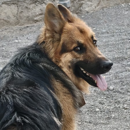 dog.