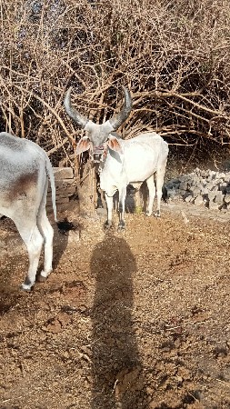 ગોધલાં  વેચવાના છે