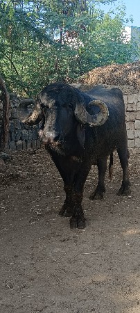 બિજાવાડાનો