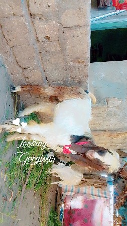 એક બોકડો બેસાવ