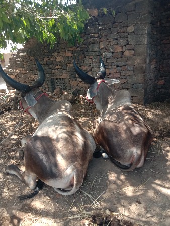 ગોધલાવેચવાનાછે
