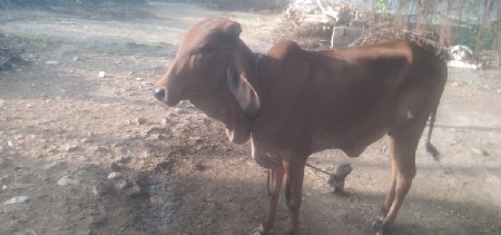 વાંસલડી આપવાની છે