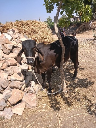 કાળી વાચડી વેચવાની છે