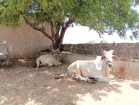 ગોઢલા વેચવાના છે