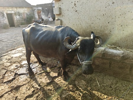 ભેંસ