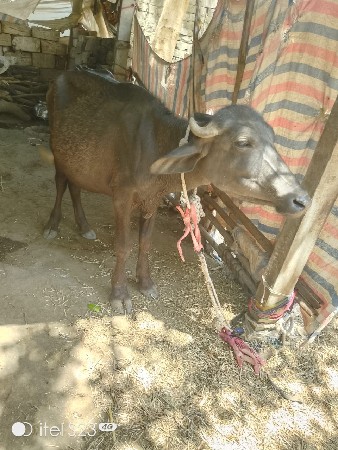 2 ખડેલી વેંચવા ની છે