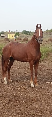 કાઠીયાવાડી ઘોડી હે 
નૂ પેડર ગાડી હે