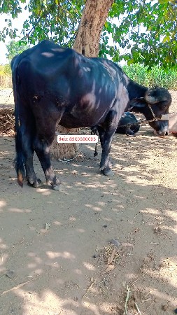 4 પાડા 3 ખડેલી વેચવાના છે