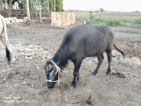 પાડી વેચવાની છે.