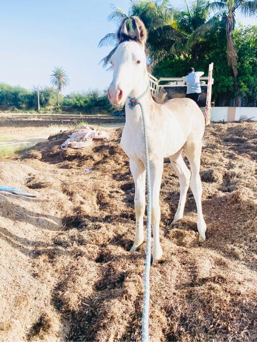 આ વસેરો વેસવાનો સે 
સાટા પન કરવાના છે