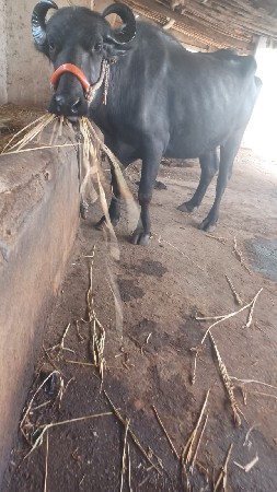 ભેંસ વેચવાની છે