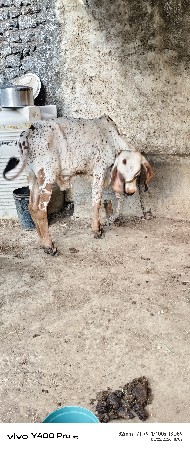 ગીર ખુંટ વેચવા નો છે
