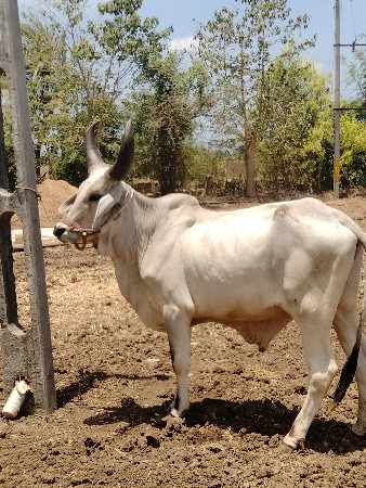 ગોદલો આપવાનો છે