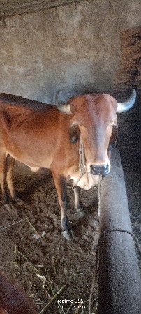 વેસવા નિ છે
