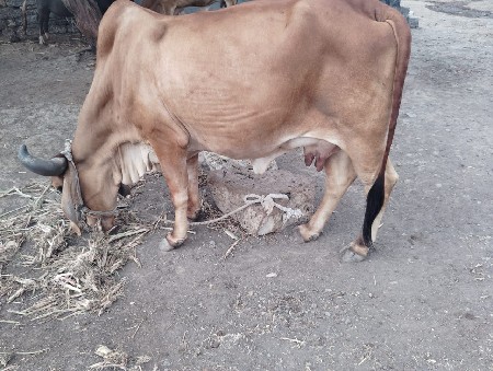 ગાયછે