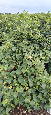 કપાસનું સર્વશ્રેષ્ઠ બિયારણ