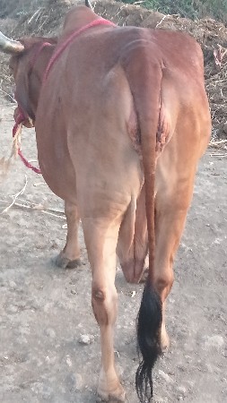 ગાય વેચવાની છે
