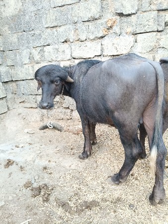 અઢી વર્ષનો પાડો