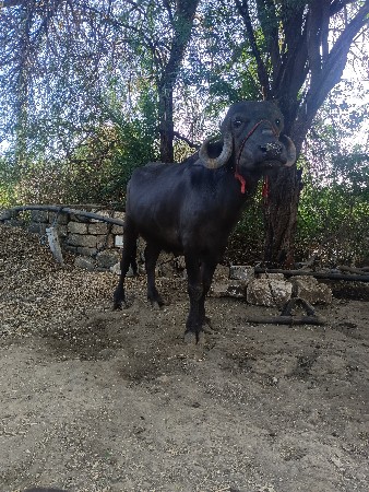 ખડેલી વેચવાની છે