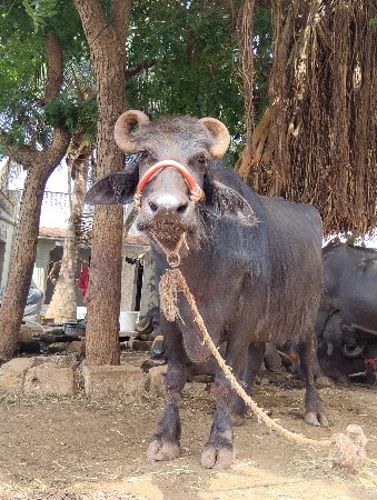 આ બની ભેંસ વેચવાનીછે