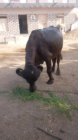 પેલા વેતર ની ખડેલી