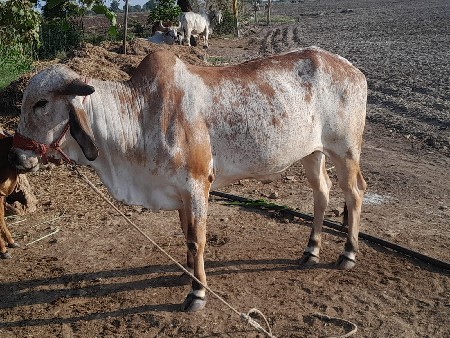 વેચવાની છે 50000