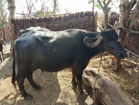 20 દિવસની કાઠી છે