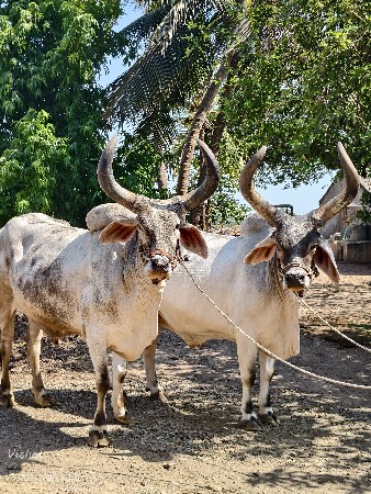 બળદ